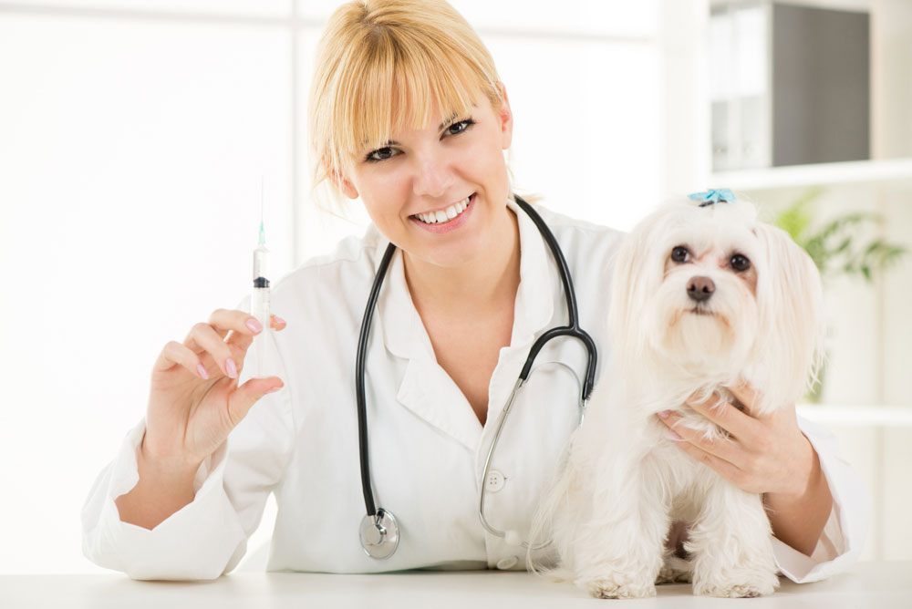 Pet Vaccinations in Baltimore, MD | The Village Vet Animal Hospital