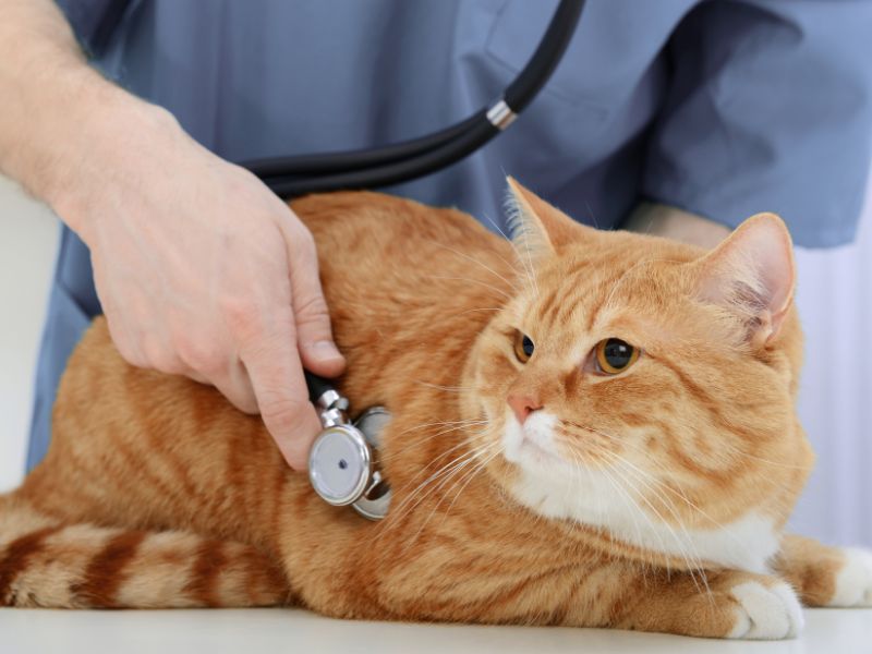 Cat being examined by a vet