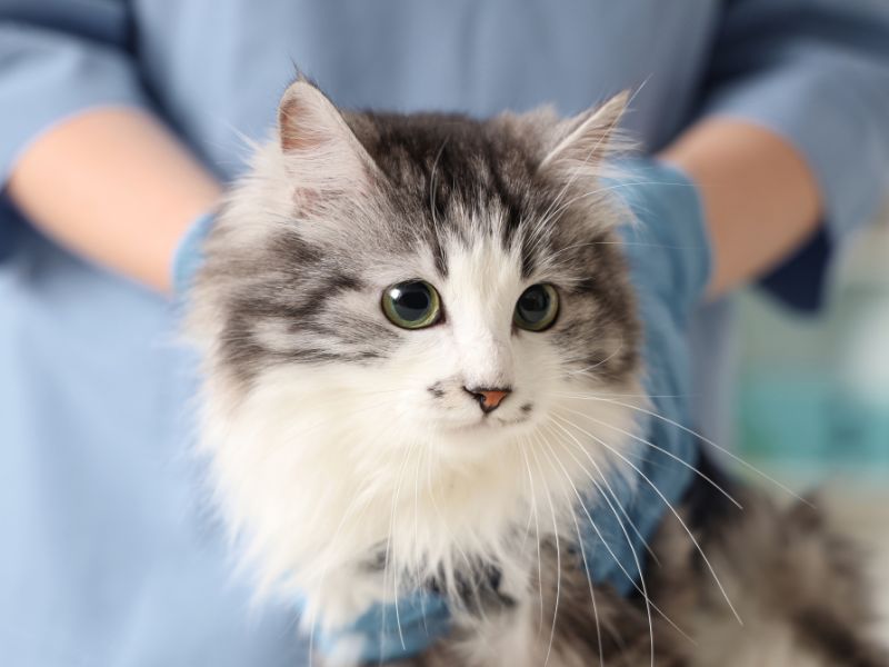 Cat being held by veterinary staff Cat being held by veterinary staff