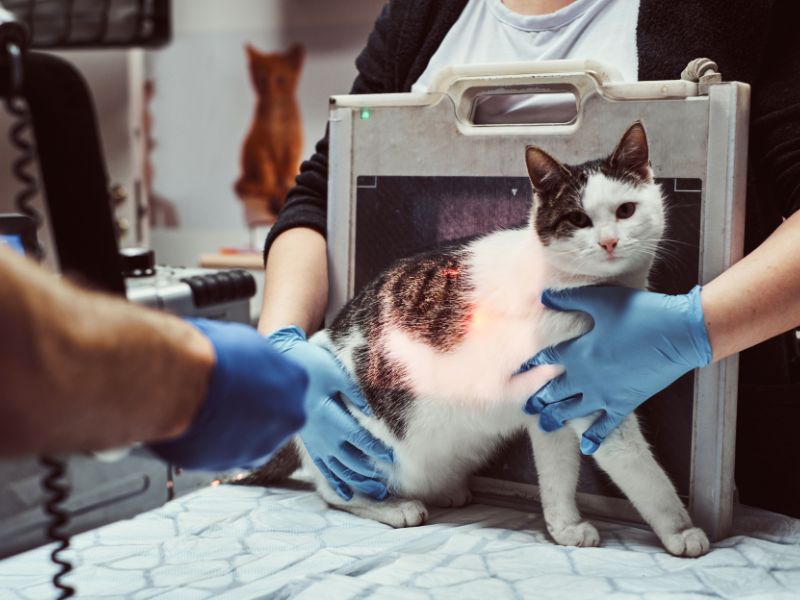 Cat getting an xray