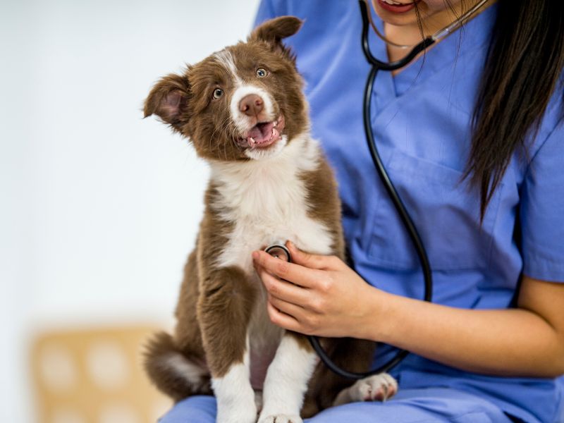 Dog being examined by a vet