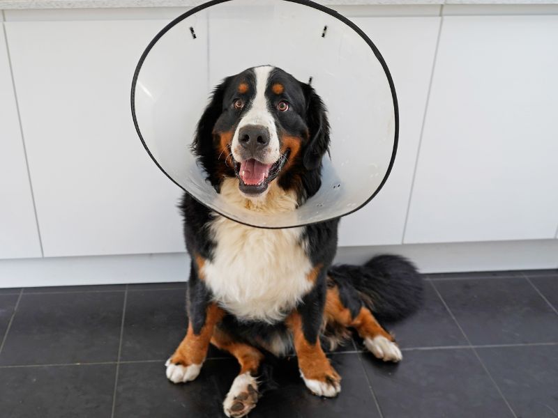 Dog in a cone after surgery