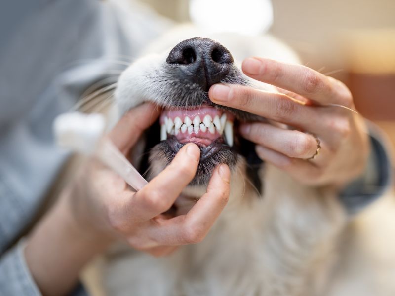 Dog teeth