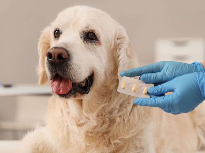 Dog with tablets at the vet Dog with tablets at the vet