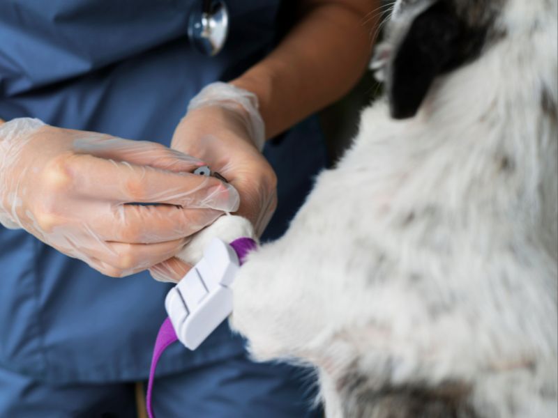 Vet drawing blood from a dog Vet drawing blood from a dog