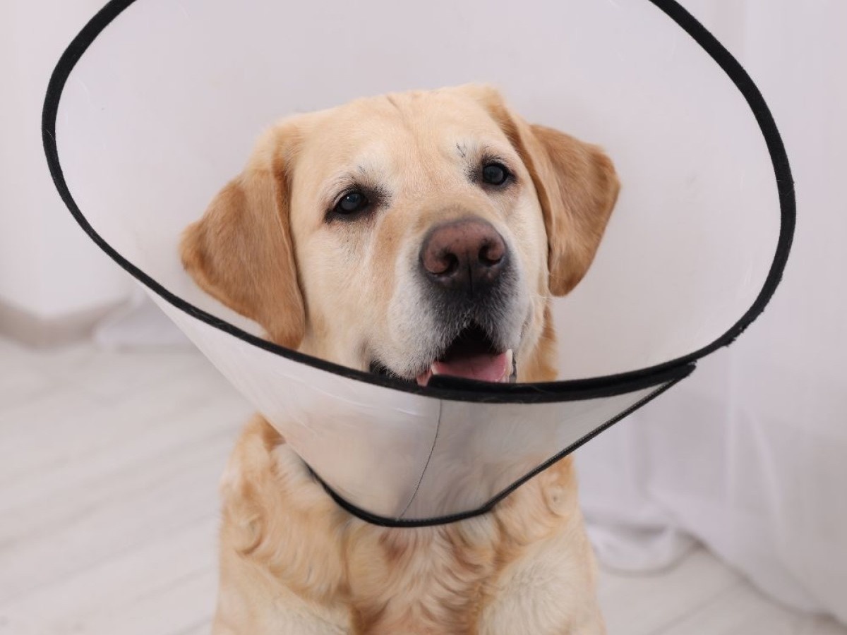 A-dog-wearing-a-cone-on-its-head1 A dog wearing a cone on its head