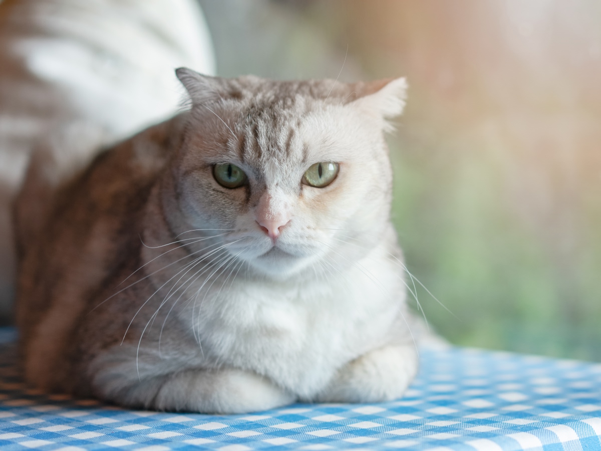 Cute Kitty Cat Relaxing at Home. Pet at Home Cute Kitty Cat Relaxing at Home. Pet at Home