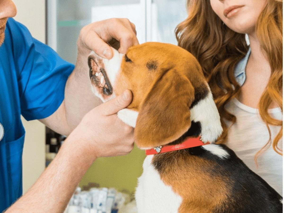 Dental Extraction dental extraction