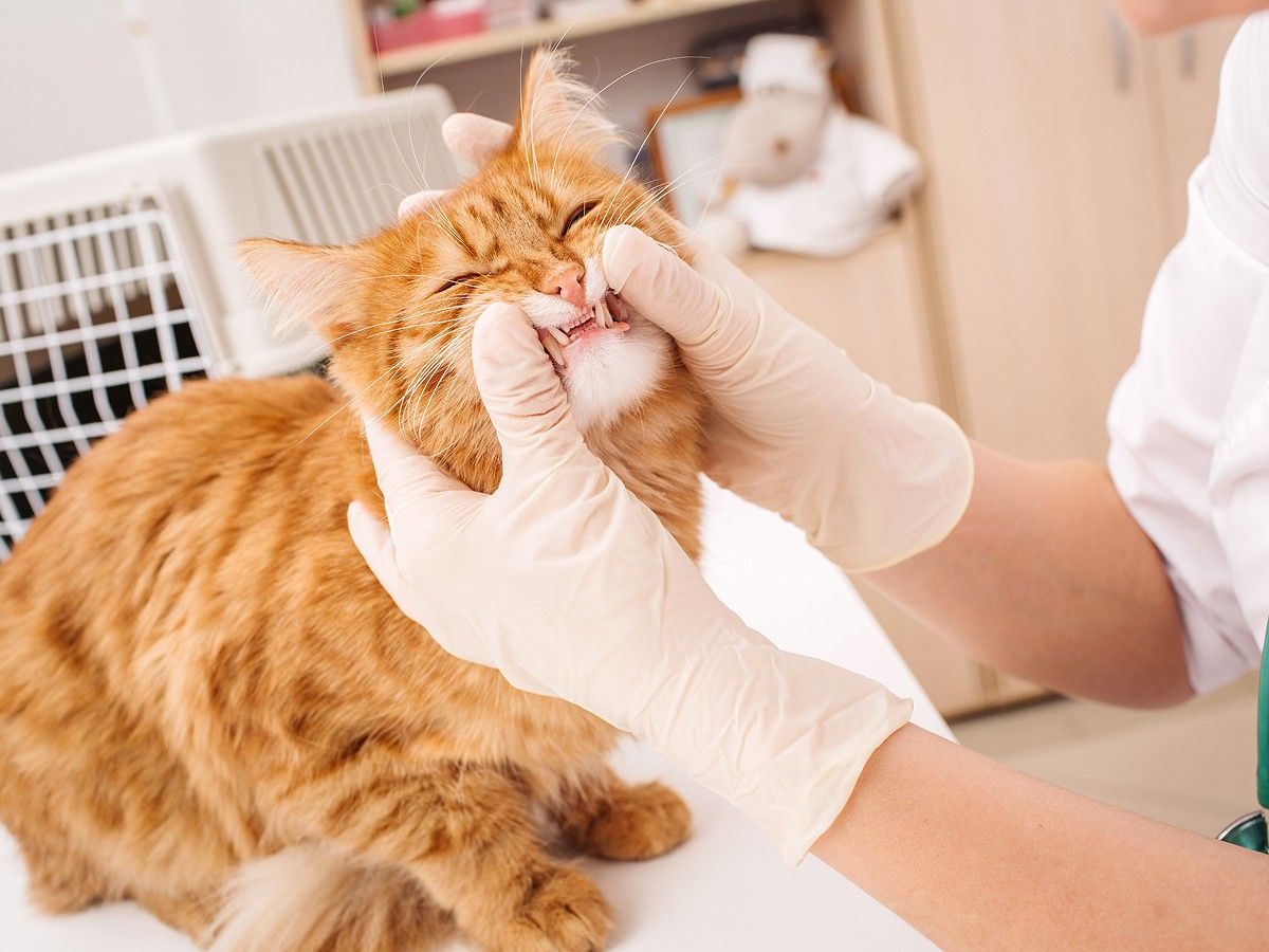 Veterinarian Checks Teeth of a Cat. Veterinarian Checks Teeth of a Cat