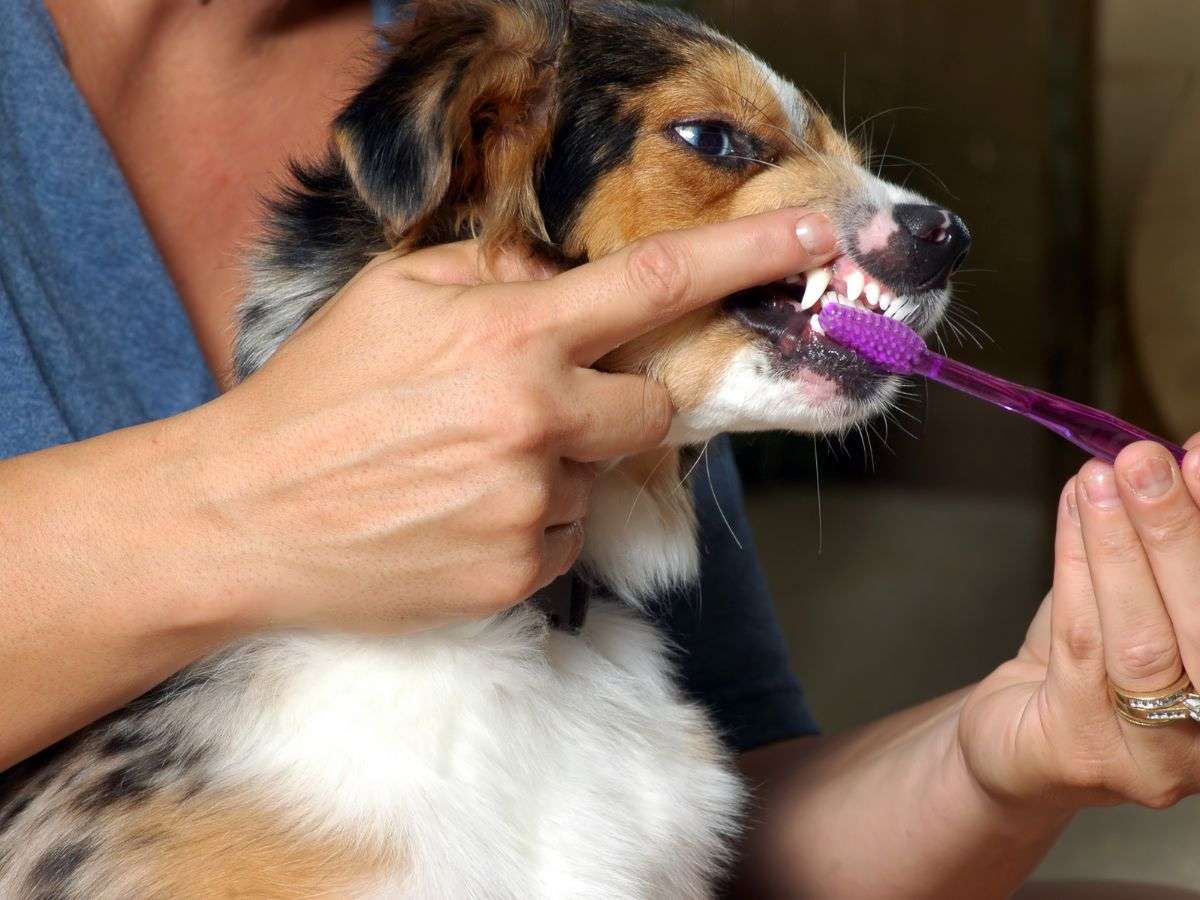 brushing dogs teeth with toothbrush brushing dog teeth
