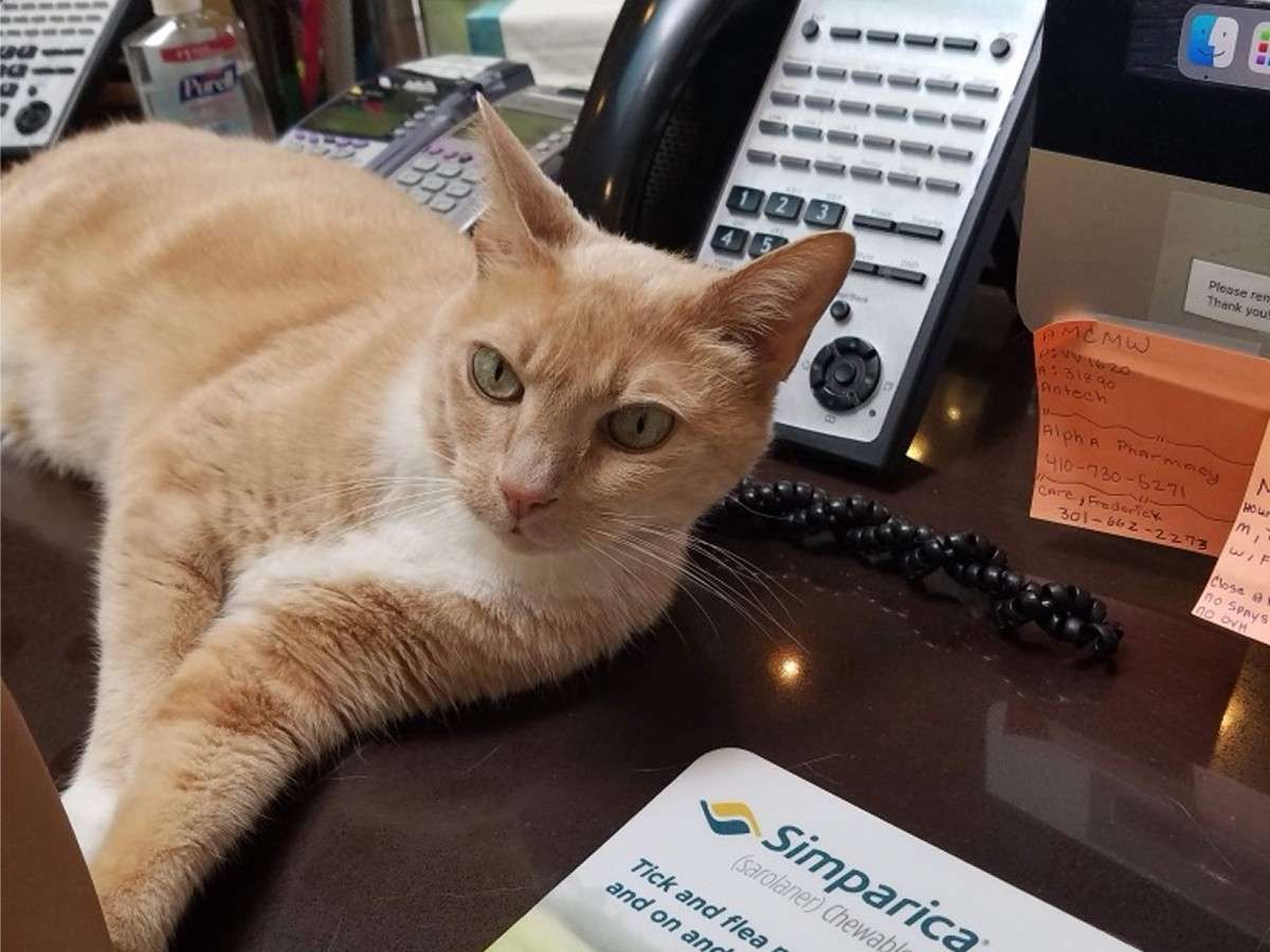 cat being lazy on office desk cat being lazy on office desk