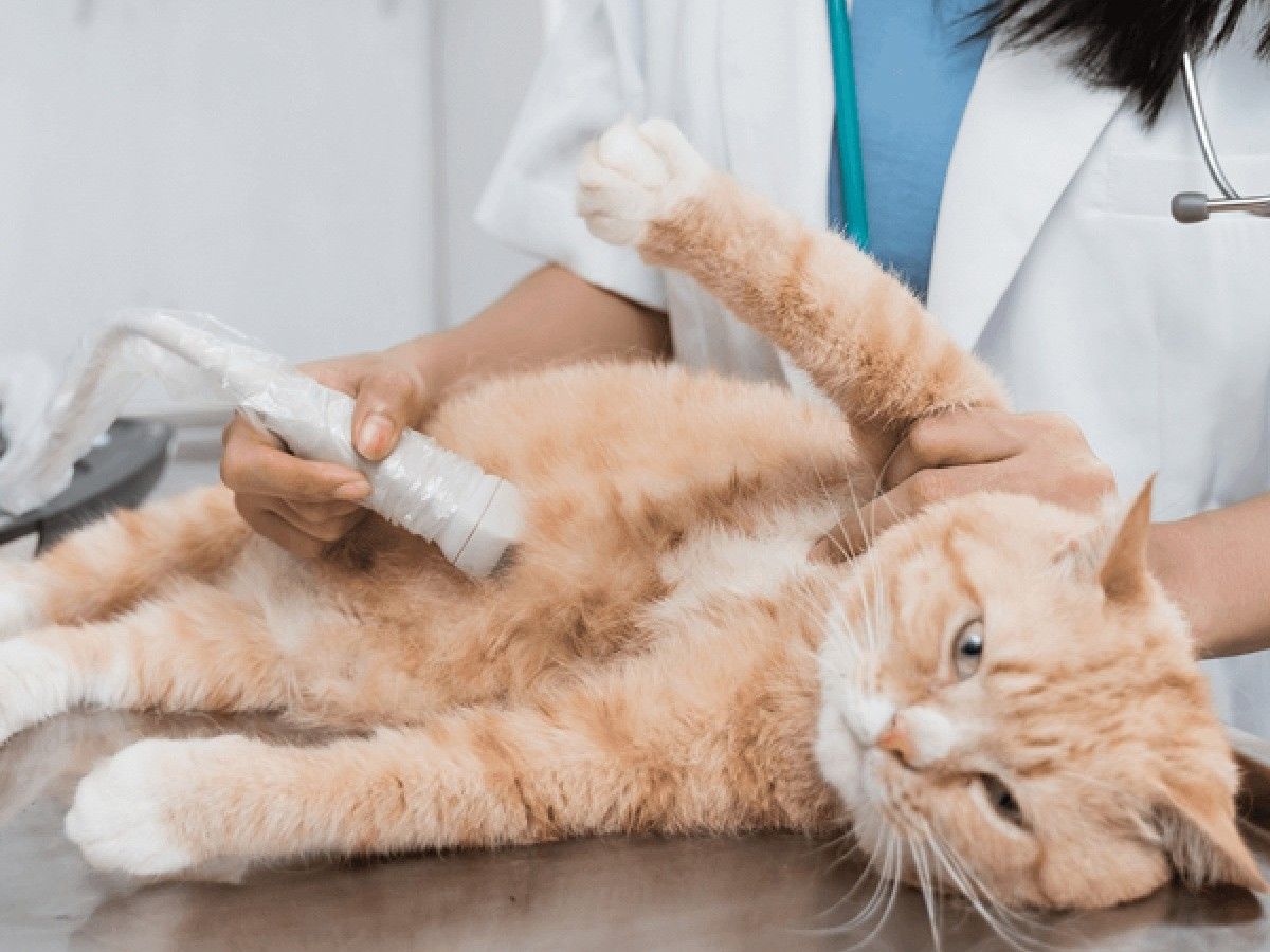 catultrasound cat ultrasound