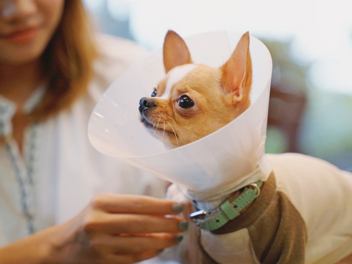 chihuahua dog in recovery collar chihuahua dog in recovery collar