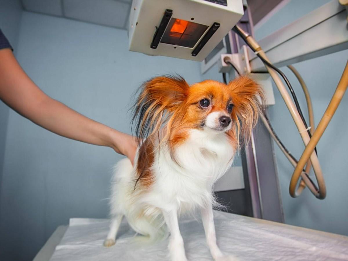 dog standing under xray dog standing under xray