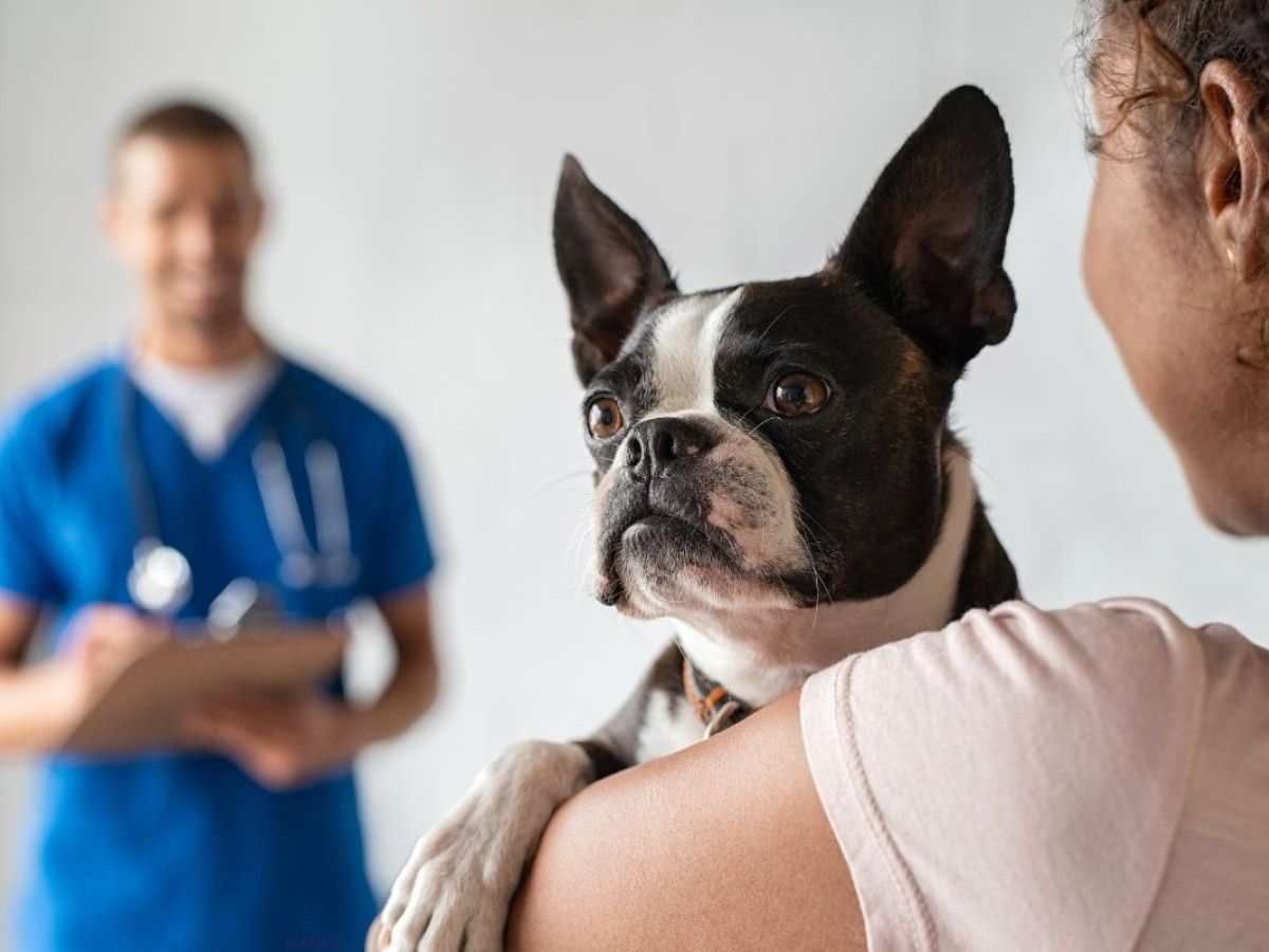 girl holding dog while vet is standing infront girl holding dog while vet is standing infront