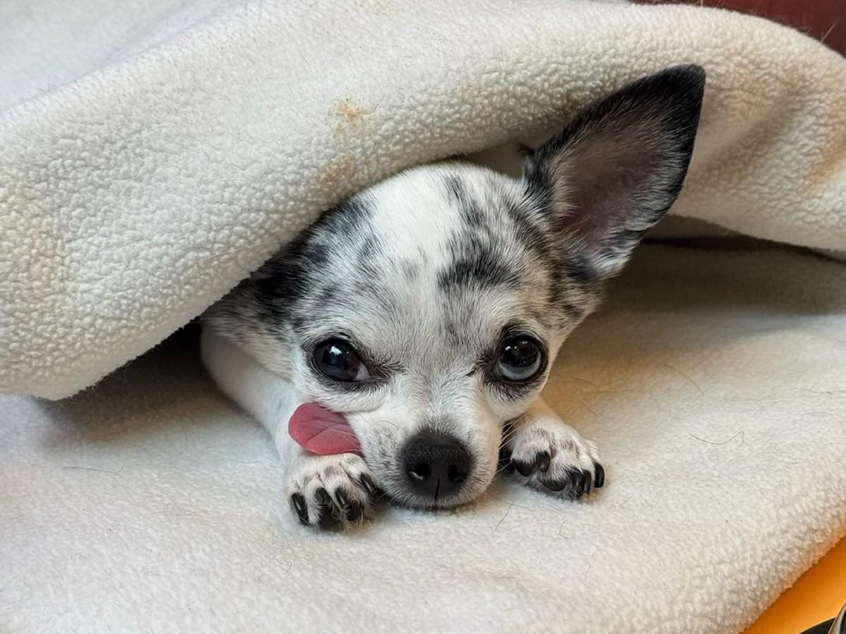 pet under the blanket pet under the blanket