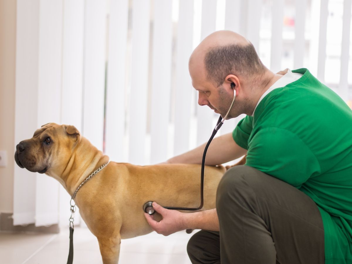 vet checks dog heartbeat vet checks dog heartbeat