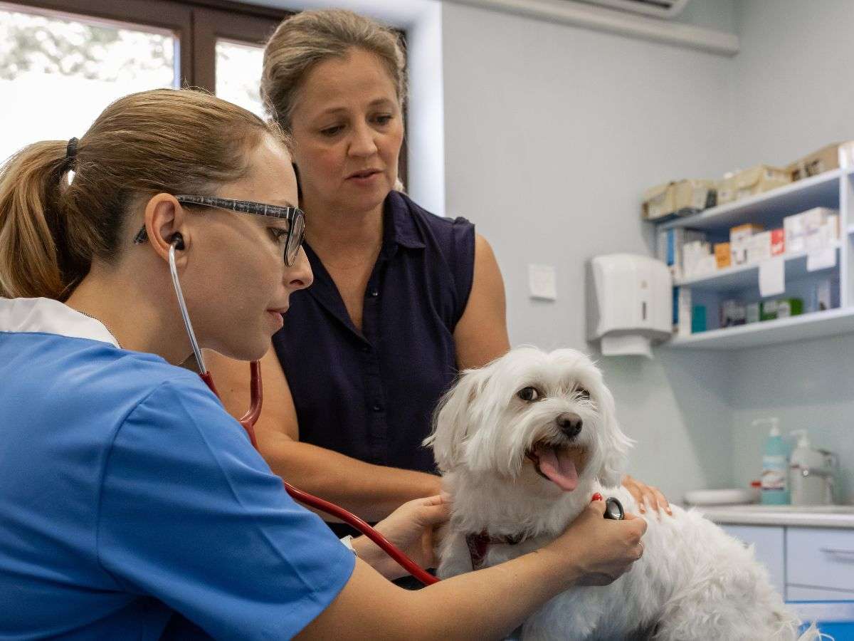vet examines dog with stethoscope vet examines dog with stethoscope