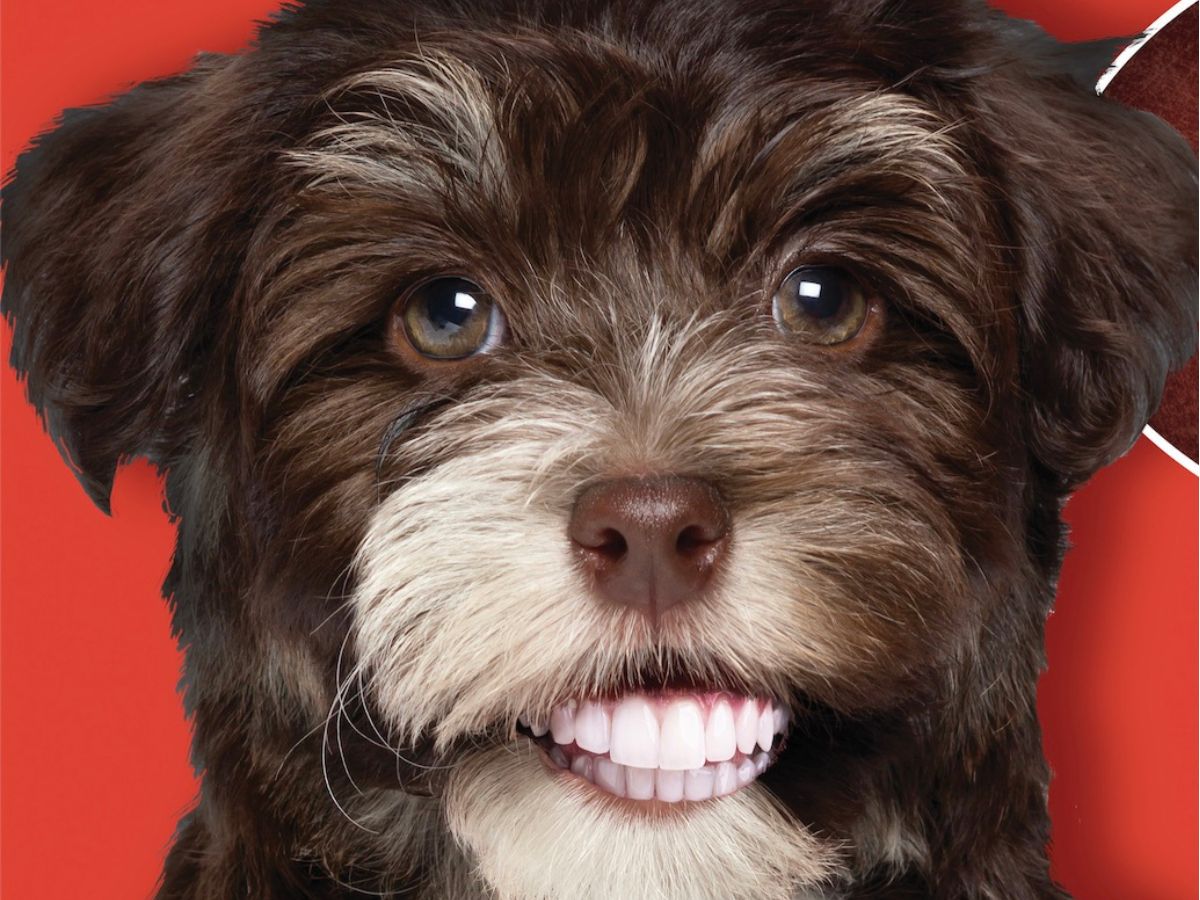 Dog with human teeth Dog with human teeth