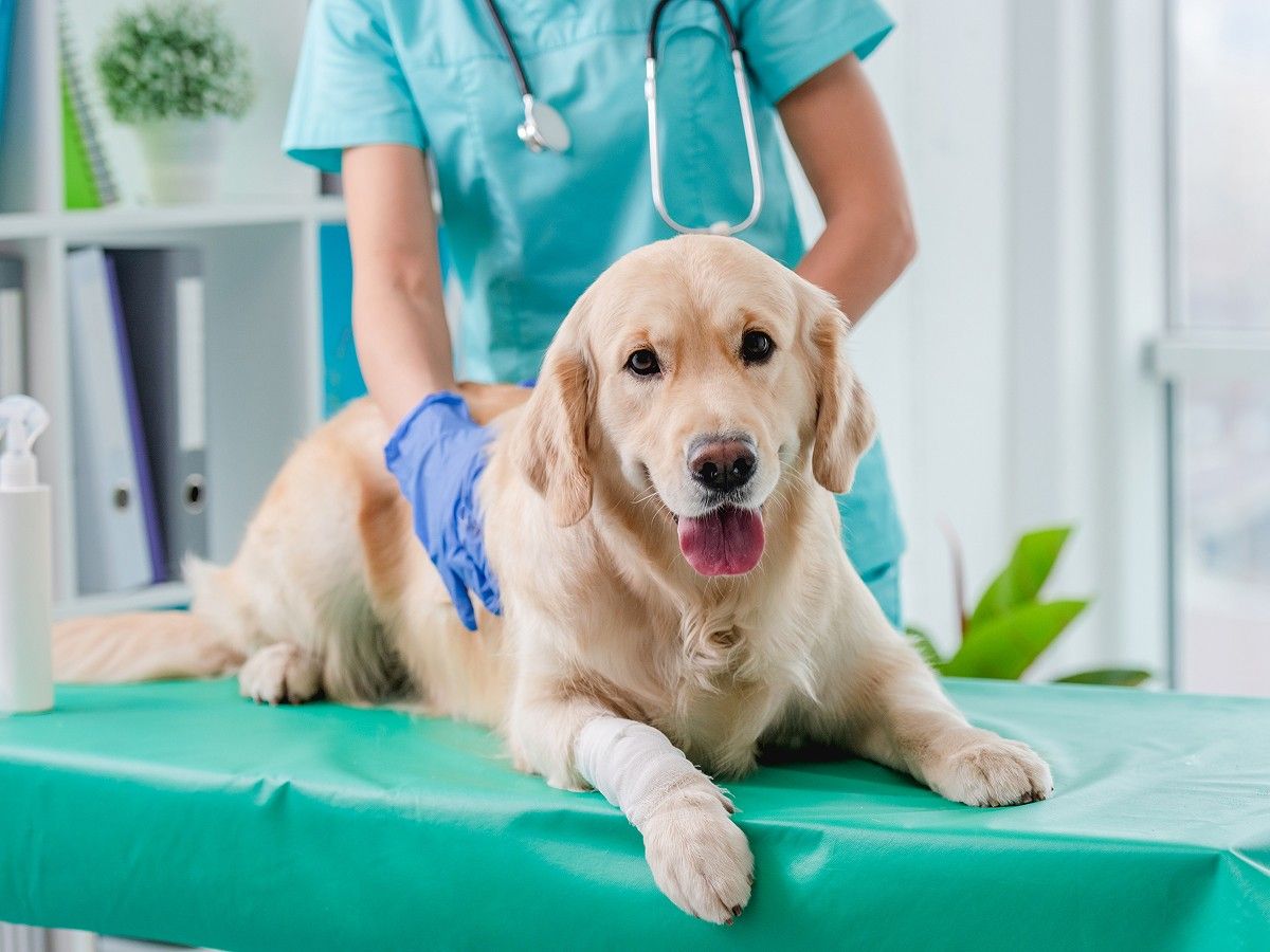 Golden Retriever Dog Examination in Veterinary Clinic Golden Retriever Dog Examination in Veterinary Clinic